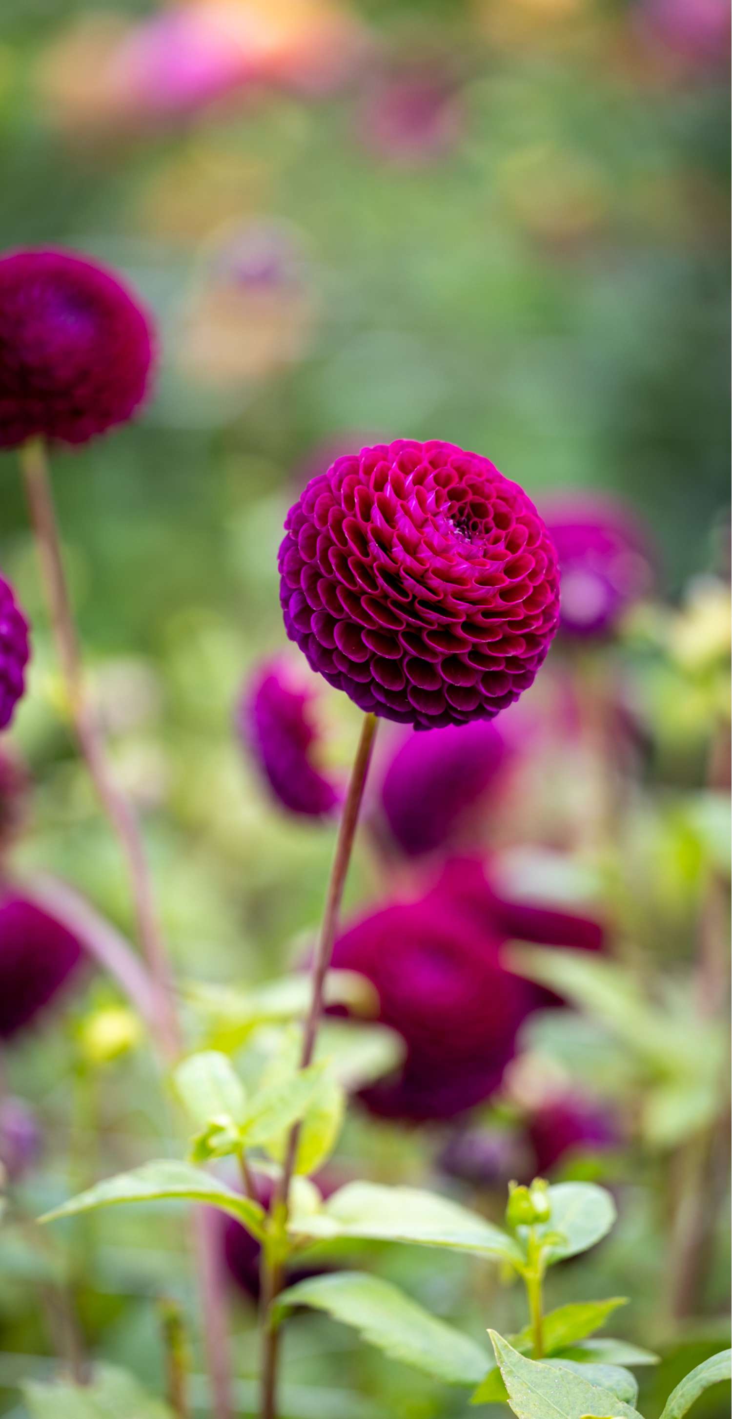 Daalia 'Downham Royal'